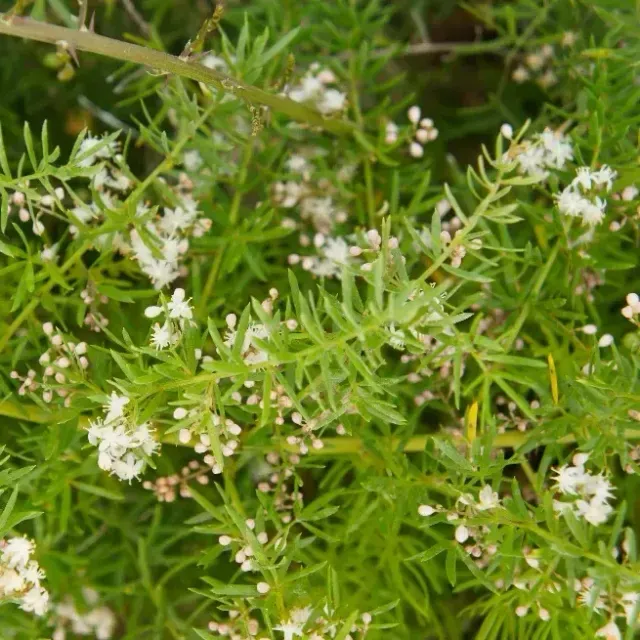 thumbnail for publication: Asparagus aethiopicus 'Sprengeri': Sprenger Asparagus Fern